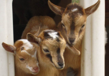 Getting Started with Nigerian Dwarf Goats