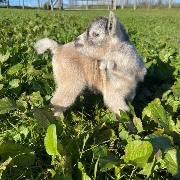 Peaches - Female