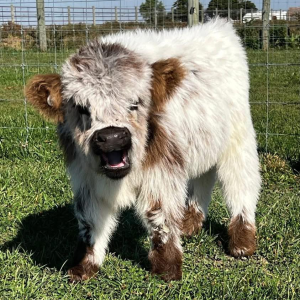 Sarah (Female Heifer )