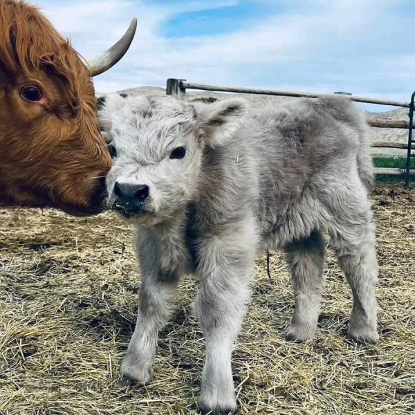 mini cow