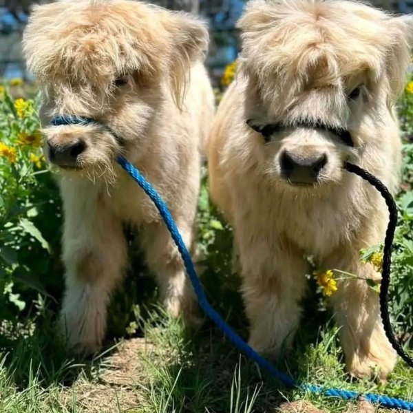 Nacho & Taco