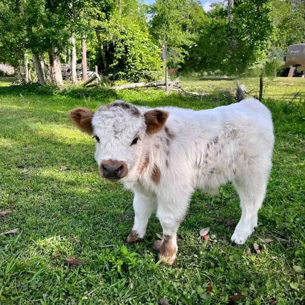 calf