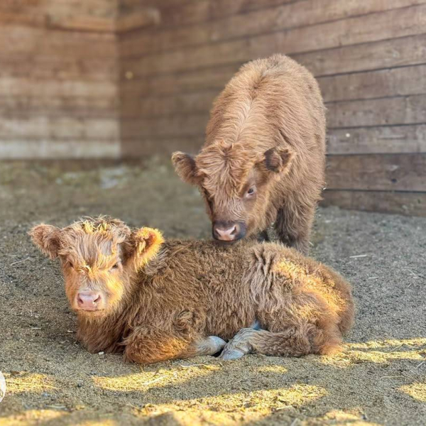 highland cow