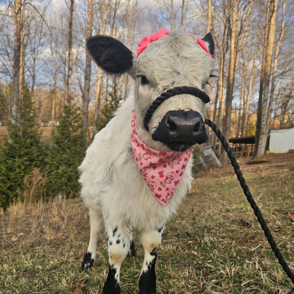 mini cow