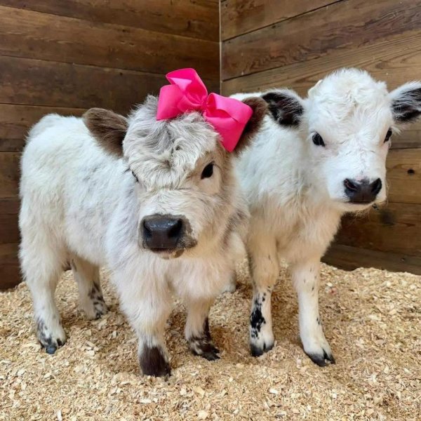 Bonnie and Angus