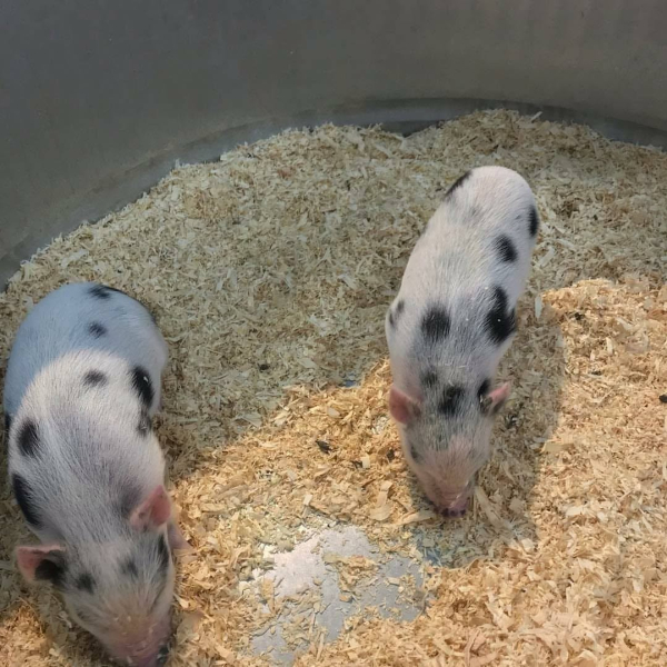 Pair of Juliana Pigs