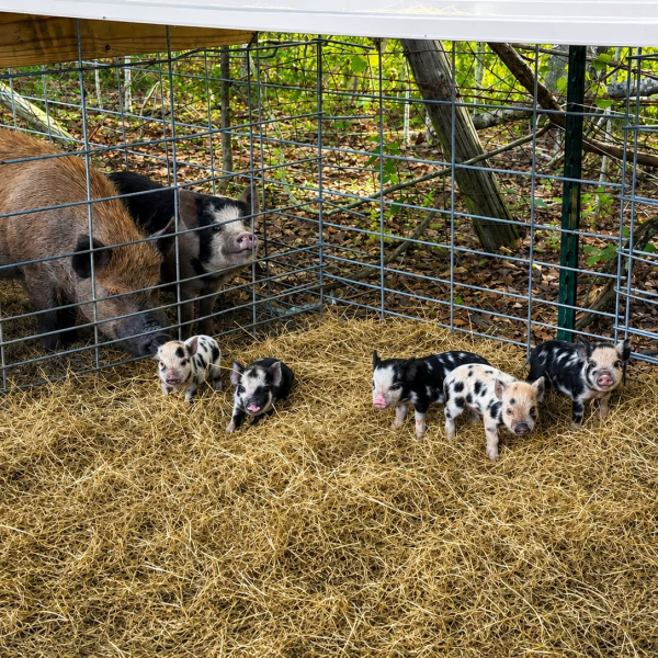 Kune-Kune Pigs
