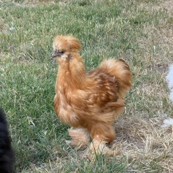 Silkie Chicken (Tina)
