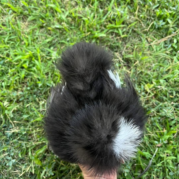 Male Silkie- Dodo