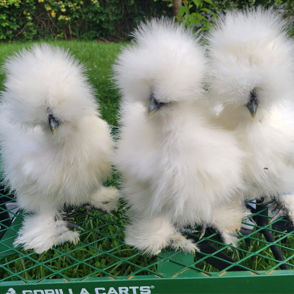 Silkie Chicks Available