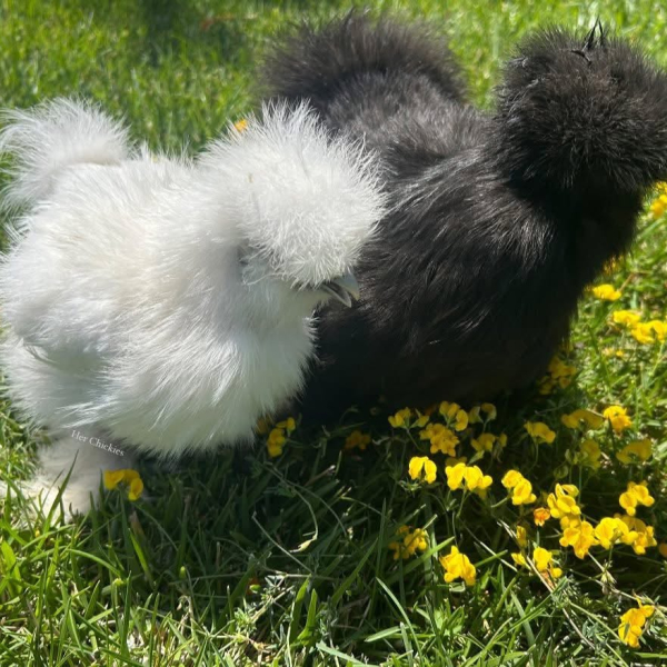 Pair of Silkie Chickens