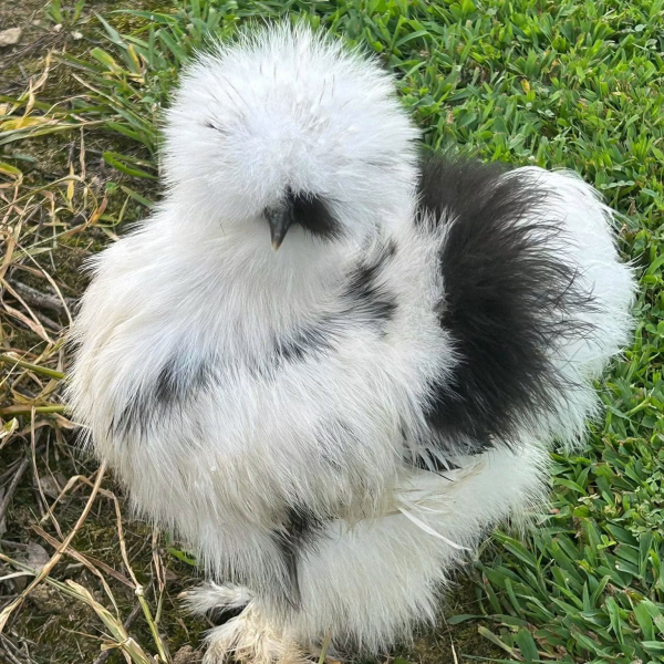 Black & White Male Silkie Chicken-Tony
