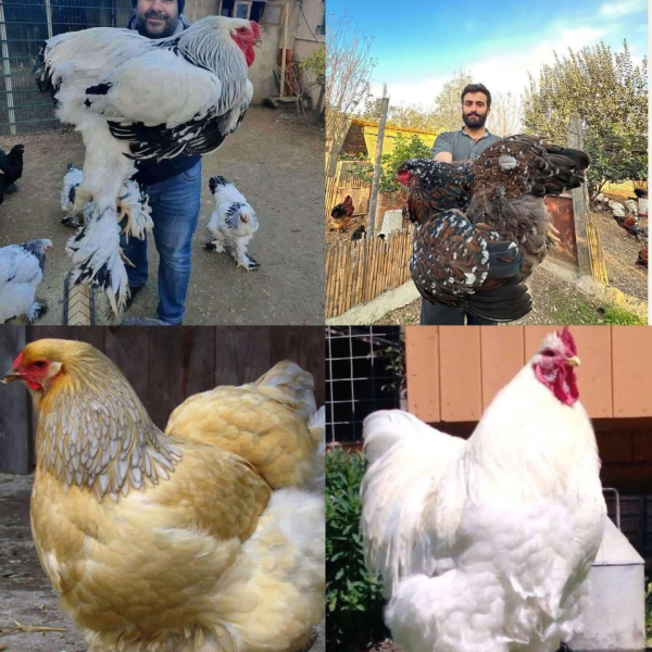Brahma Chickens Male and Female