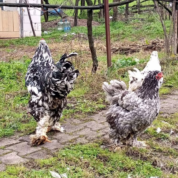 Beautiful Pair of Brahma Chickens