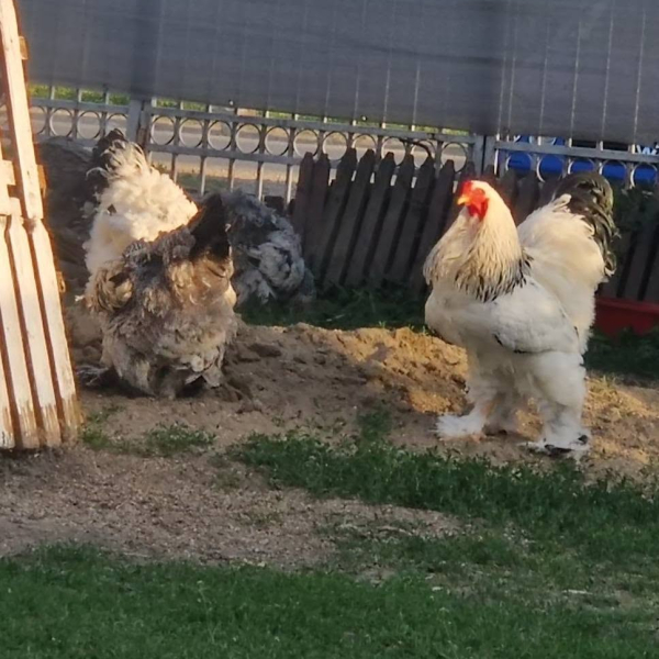 Pair Of Brahma Chickens
