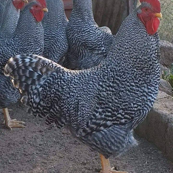 Brahma Rooster Chicken