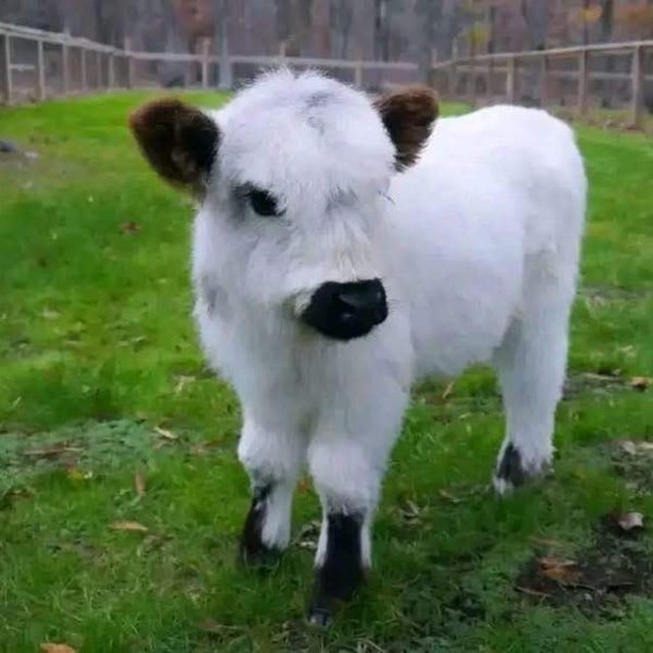 Alma – 5-Month-Old Heifer