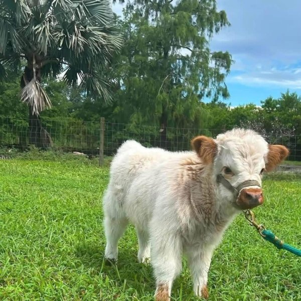 Xandra- 4months Heifer