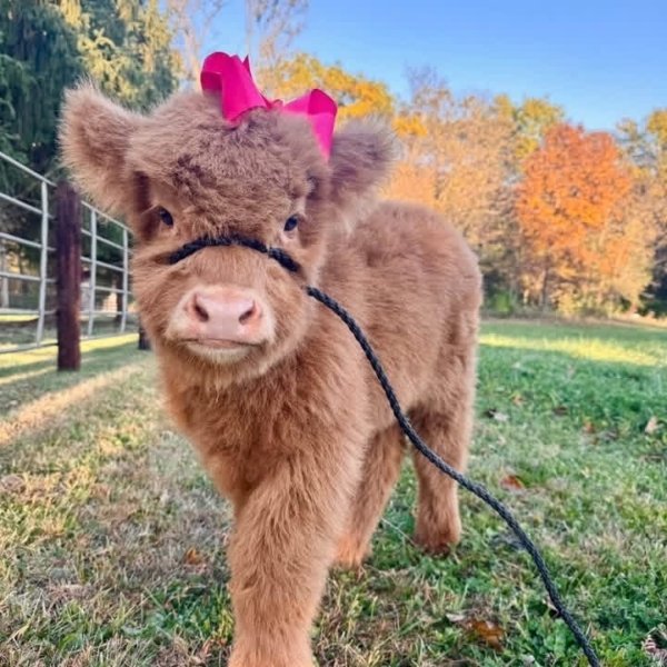 mini cow faith