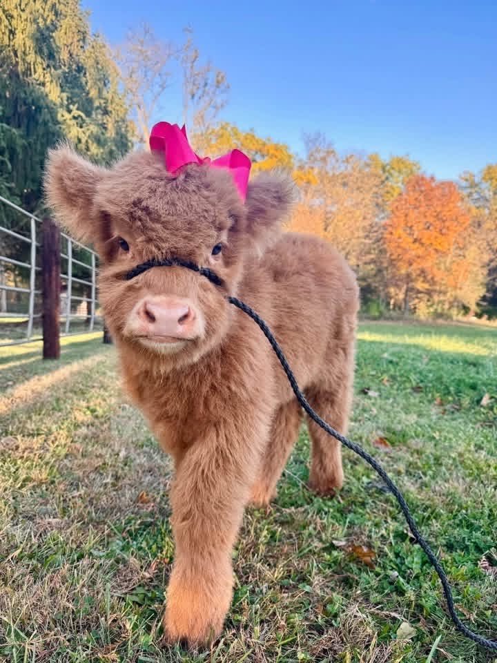 mini cow faith
